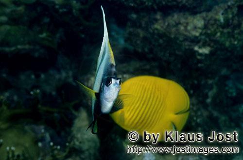 Rotmeer-Wimpelfisch/Red sea bannerfish/Heniochus intermedius        Rotmeer Wimpelfisch und Masken-Falt