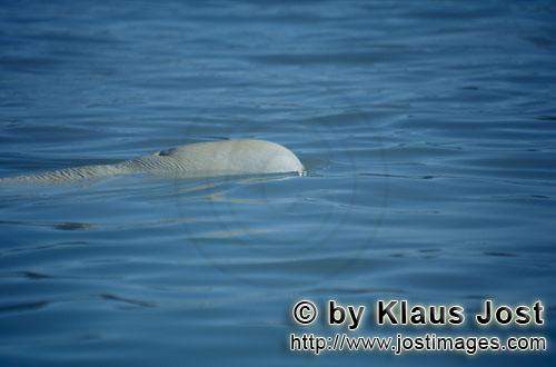 Beluga whale/Delphinapterus leucas        Beluga whale in the sea        
