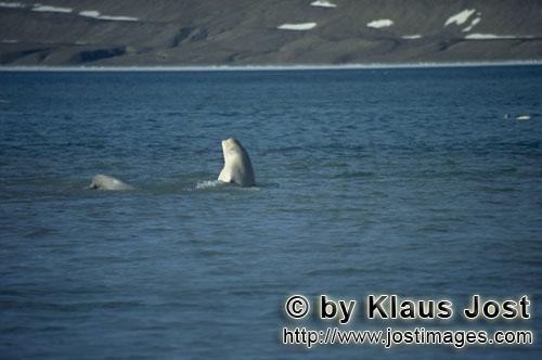 Beluga whale/Delphinapterus leucas        Beluga whale breaks through the water surface        