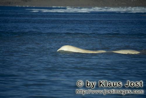 Beluga whale/Delphinapterus leucas        Beluga whale at the sea surface        