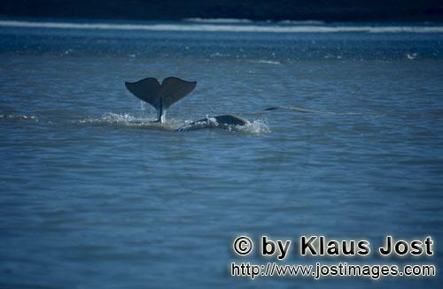 Beluga whale/Delphinapterus leucas        Striking Beluga whale fluke protrudes from the water    