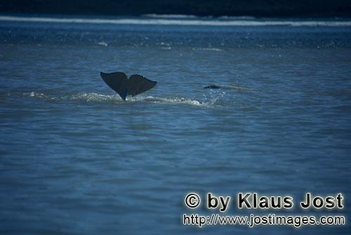 Beluga whale/Delphinapterus leucas        Beluga whale dive        