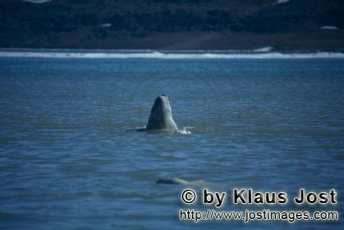 Beluga whale/Delphinapterus leucas        Beluga breaks through the water surface        