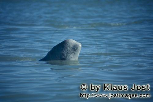 Beluga/Beluga whale/Delphinapterus leucas        Beluga whale looks out of the water        