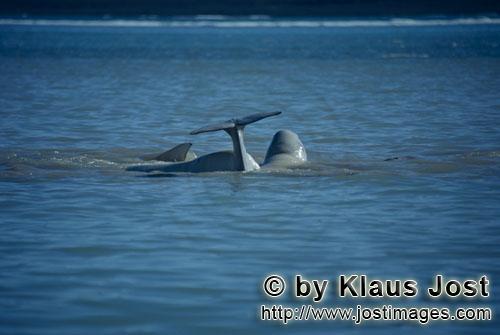 Beluga whale/Delphinapterus leucas        Beluga whales in the Arctic Ocean        