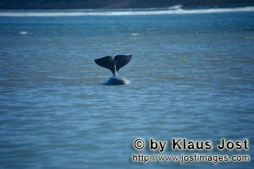 Beluga whale/Delphinapterus leucas         Beluga Whale Fluke         