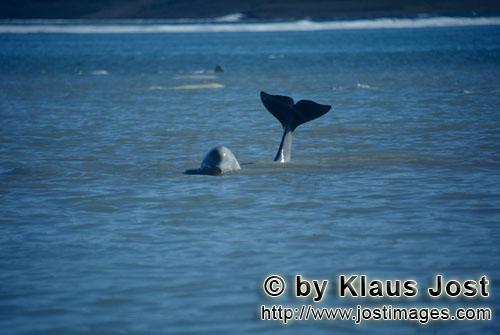 Beluga whale/Delphinapterus leucas        Impressive Beluga Whale Fluke        