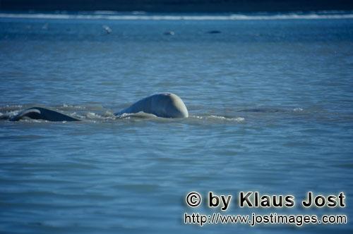 Beluga whale/Delphinapterus leucas        Beluga whale in the Arctic        