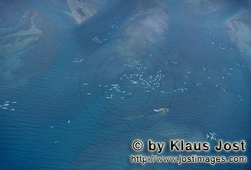 Beluga whale/Delphinapterus leucas        Beluga whales at Cunningham Inlet        