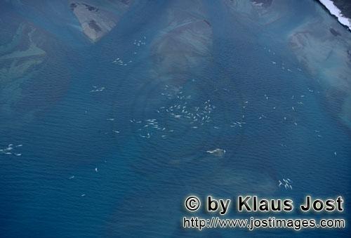 Beluga whale/Delphinapterus leucas        Aerial photograph of Cunningham inlet        