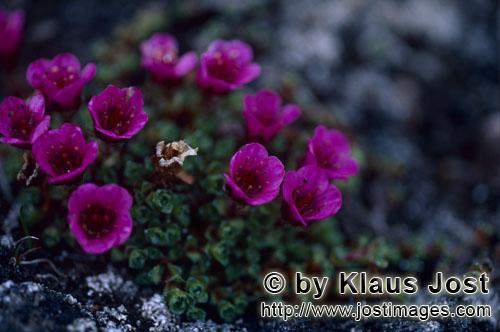 Purple saxifrage/Saxifraga oppositifolia        Colourful Saxifrage pillow - Purple saxifrage      