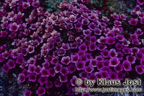 Purple saxifrage/Saxifraga oppositifolia        Purple Mountain Saxifrage or.Purple Saxifrage      