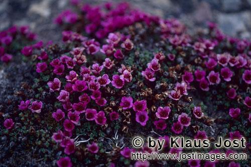 Purple saxifrage/Saxifraga oppositifolia        Purple saxifrage flowers mat        During a visit m