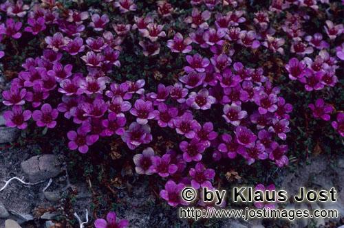 Purple saxifrage/Saxifraga oppositifolia        Purple saxifrage on Cape Anne         During a visit