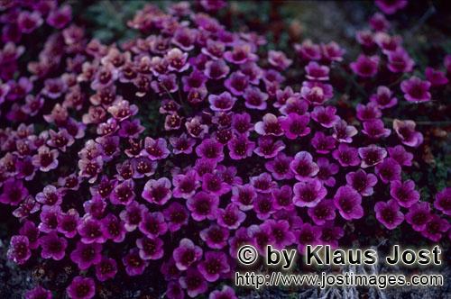 Purple saxifrage/Saxifraga oppositifolia        Purple saxifrage - lush flowering cushion        Dur