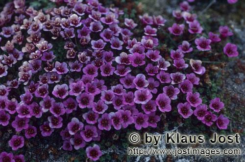Purple saxifrage/Saxifraga oppositifolia        Purple saxifrage - an early bloomers         During 