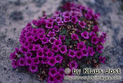 purple saxifrage/Saxifraga oppositifolia        Purple saxifrage - an Arctic flowering plant        