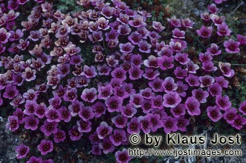 Purple saxifrage/Saxifraga oppositifolia        Purple saxifrage - a cold-resistant flowering plant<