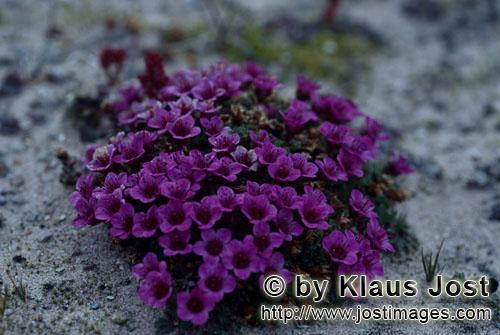 purple saxifrage/Saxifraga oppositifoli        Purple saxifrage despite arctic cold         During a
