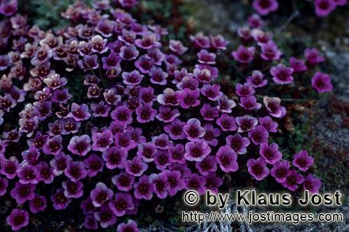 Purple saxifrage/Saxifraga oppositifolia        Purple saxifrage - Flower of the Arctic         Duri