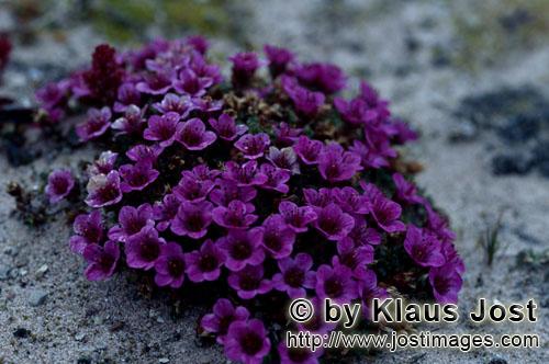 Purple saxifrage/Saxifraga oppositifolia        Purple saxifrage (Saxifraga oppositifolia)        Du