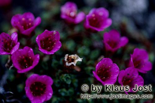 purple saxifrage/Saxifraga oppositifolia        Purple saxifrage - an Arctic eye-catcher         Dur