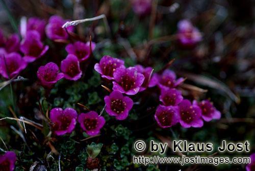 Purple saxifrage/Saxifraga oppositifolia        Purple saxifrage - flowering plant of the Arctic