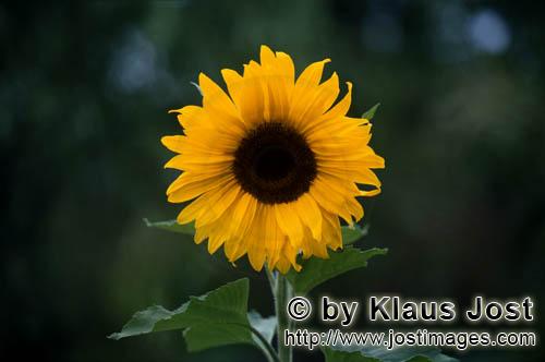 Sonnenblume    Sunflower