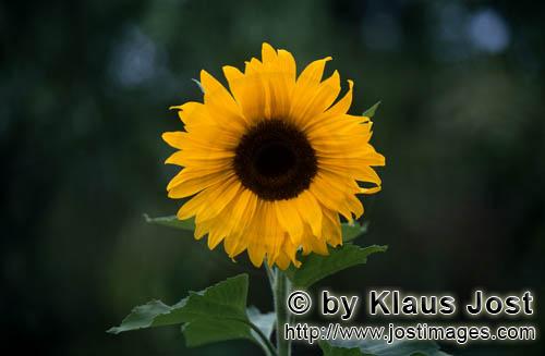 Sonnenblume  Sunflower