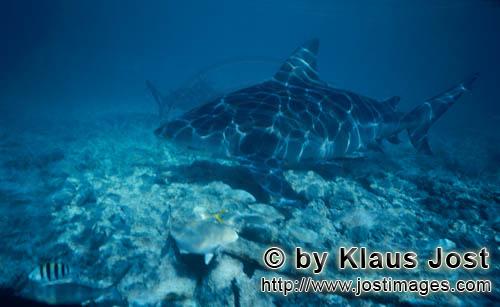 Bull shark/Carcharhinus leucas        Bull Shark swimming close to the seabed        Together with t