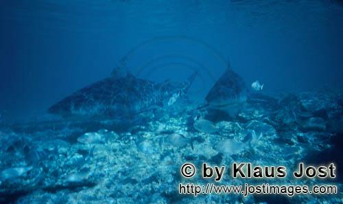 Bullenhai/Bull shark/Carcharhinus leucas    Zwei Bullenhaie im Flachwasser    Der Stierhai oder gemeine