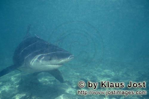 Bull shark/Carcharhinus leucas        Bull shark in shallow water of Shark beach        Together wit
