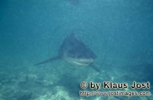Bullenhai/Bull shark/Carcharhinus leucas        Bull shark in murky water        Together with the T