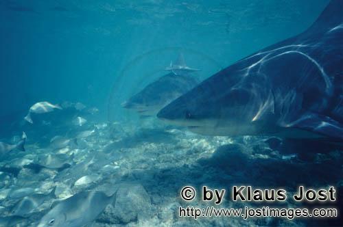 Bullenhai/Bull shark/Carcharhinus leucas        Bull Sharks swimming close to the seabed        Toge