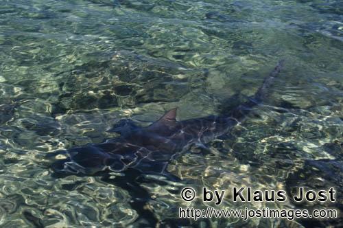 Bullenhai/Bull shark/Carcharhinus leucas        Bull shark dorsal fin breaking surface        Togeth