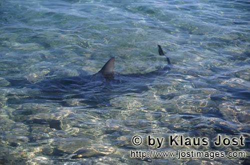 Bullenhai/Bull shark/Carcharhinus leucas        Bull shark dorsal fin breaking surface        Togeth