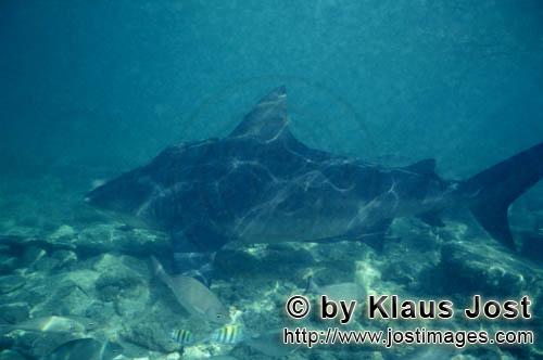 Bullenhai/Bull shark/Carcharhinus leucas        Bull Shark        Together with the Tiger Shark and 