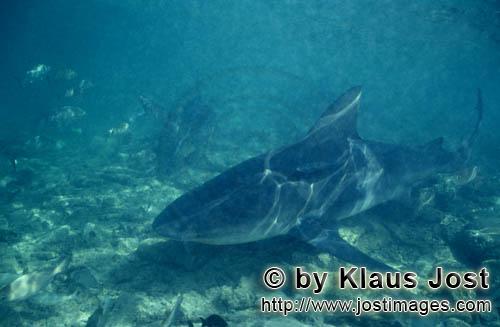 Bullenhai/Bull shark/Carcharhinus leucas        Bull Shark swimming close to the seabed        Toget