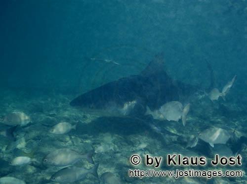 Bullenhai/Bull shark/Carcharhinus leucas    Bullenhai im Flachwasser    Der Stierhai oder gemeine Grund