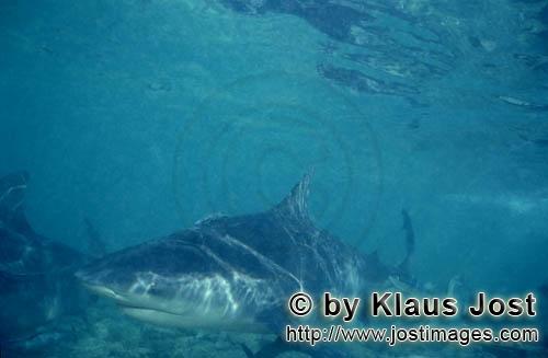 Bullenhai/Bull shark/Carcharhinus leucas        Bull Shark (Carcharhinus leucas)        Together wit