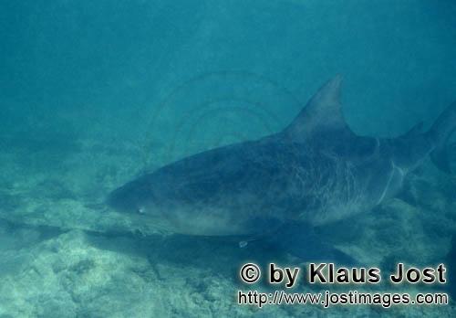 Bull shark/Carcharhinus leucas        Bull Shark (Carcharhinus leucas)        Together with the Tige
