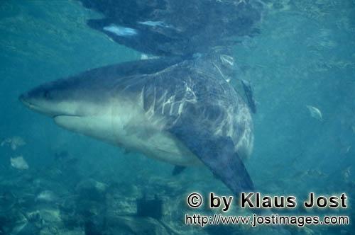Bull shark/Carcharhinus leucas        Bull shark changed its direction        Together with the Tige