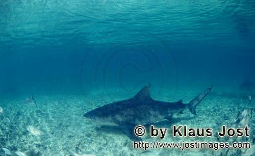 Bull shark/Carcharhinus leucas        Bull shark above seabed        Together with the Tiger Shark a