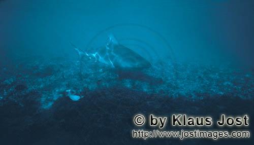 Bullenhai/Bull shark/Carcharhinus leucas    Bullenhai im Flachwasser    Der Stierhai oder gemeine Grund