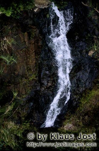 Rainforest/Viti Levu/Fiji        Jungle sough at the Waterfall at Navua River    