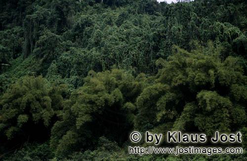 Rainforest/Viti Levu/Fiji        Fiji Green jungle    