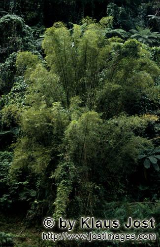 Rainforest/Viti Levu/Fiji        Bamboo Fiji rainforest        
