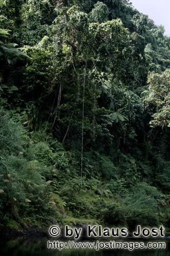 Rainforest/Viti Levu/Fiji        Rainforest            
