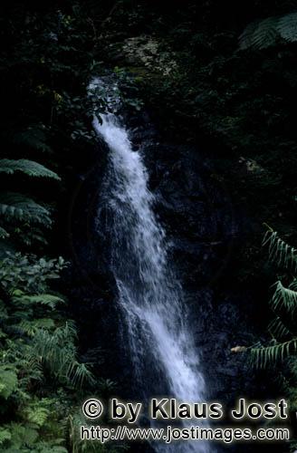 Rainforest/Viti Levu/Fiji        Beautiful waterfall in the rain forest    