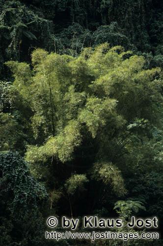 Rainforest/Viti Levu/Fiji        Evergreen bamboo plants in the Fijian rainforest        